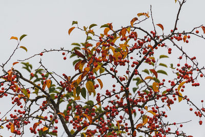 Low angle view of berries on tree against sky