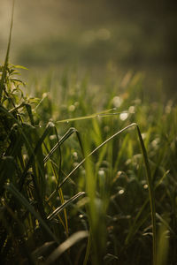 Close-up of plants growing on field