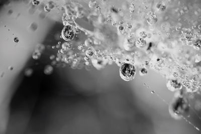 Close-up of water drops on leaf