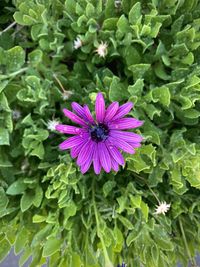 Close-up of purple flower