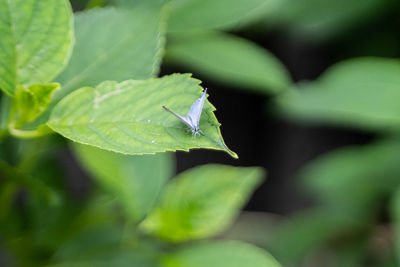Close-up of insect on leaf