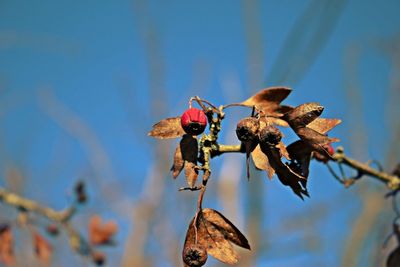 Low angle view of rotten berries against sky