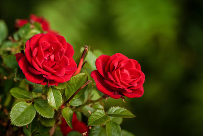 Close-up of red rose