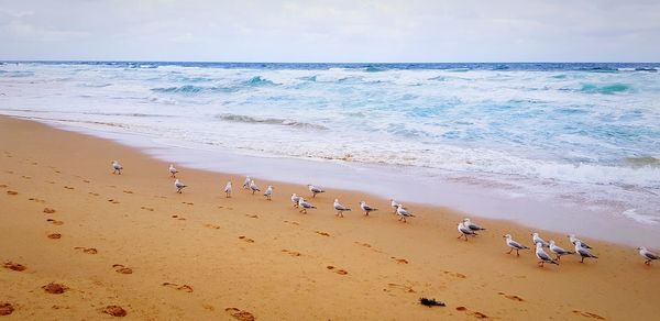 High angle view of seagulls on beach against sky