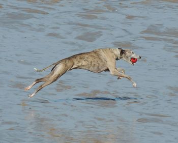 Dog swimming in water