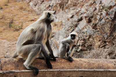 Langur family sitting on retaining wall outside temple