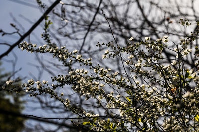 Low angle view of cherry blossoms in spring