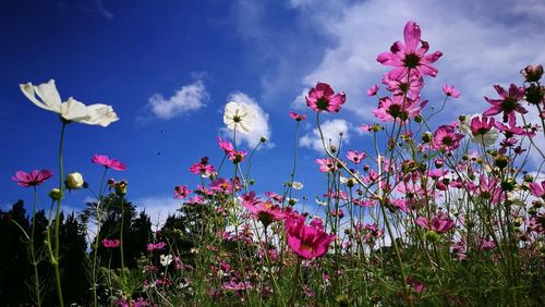 Close-up of pink flowering plants on field against sky