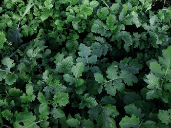 Full frame shot of plants