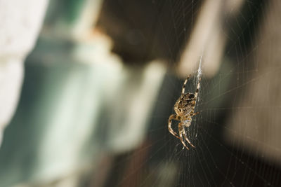 Close-up of spider on web