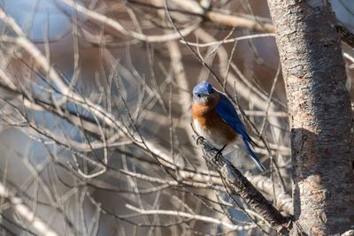 Close-up of bird perching on tree