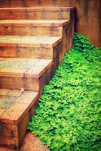 Plants growing on wall