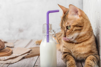 Domestic cat drinks fresh milk from a bottle through a straw.