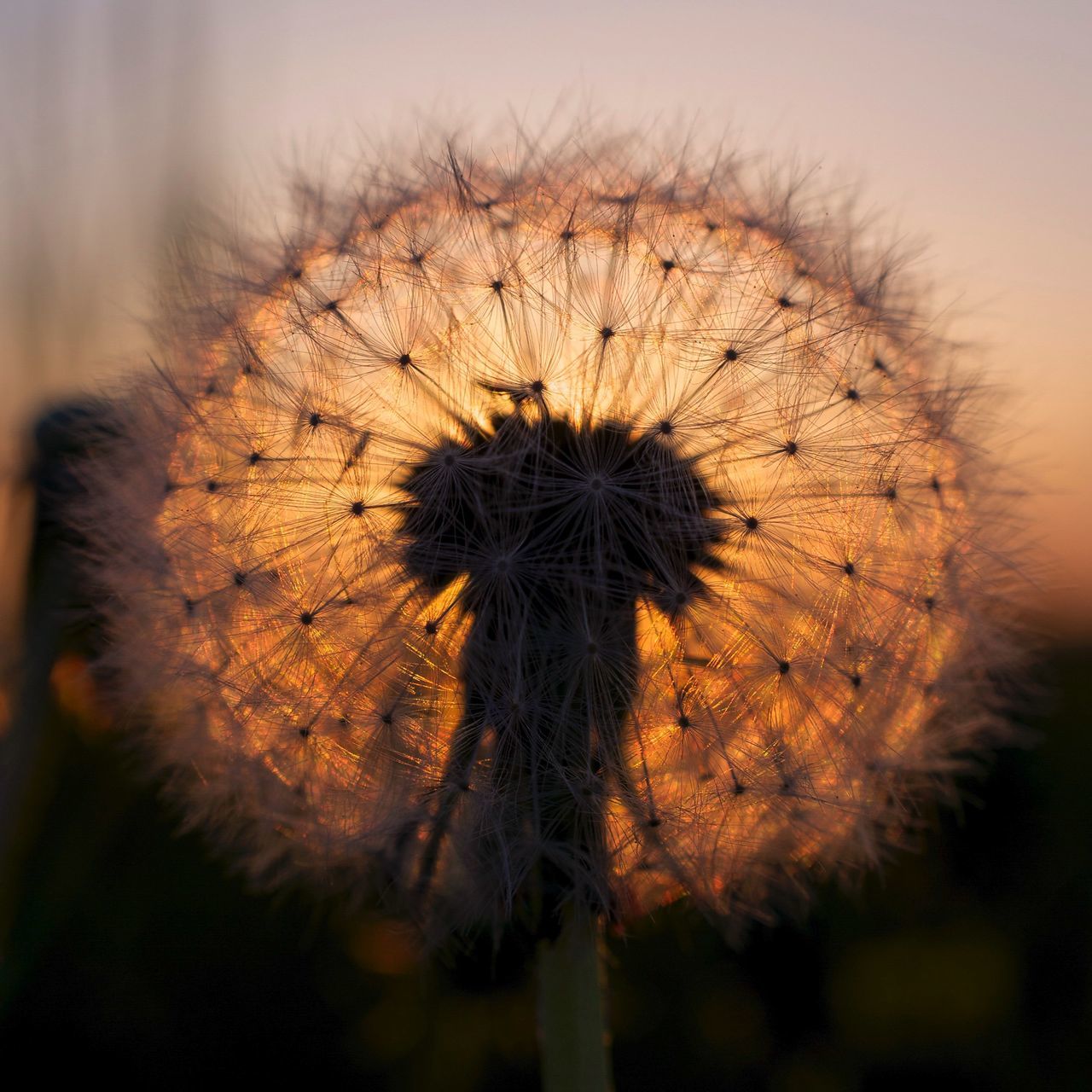 dandelion, flower, growth, fragility, flower head, single flower, freshness, nature, beauty in nature, focus on foreground, close-up, plant, stem, uncultivated, field, wildflower, sunflower, outdoors, softness, dandelion seed