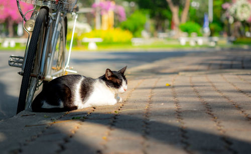 Cat relaxing on footpath