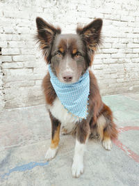 Portrait of dog standing against wall