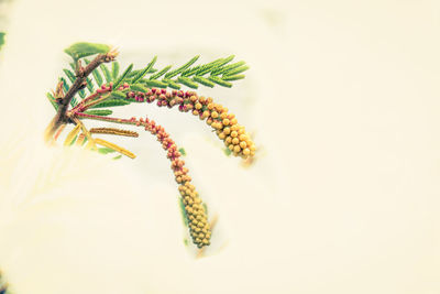 High angle view of flowering plant against white background