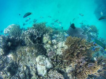 School of fish swimming in sea