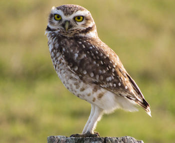 Close-up of owl perching on a field