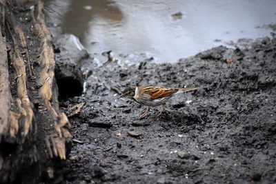 High angle view of bird perching on lakeshore