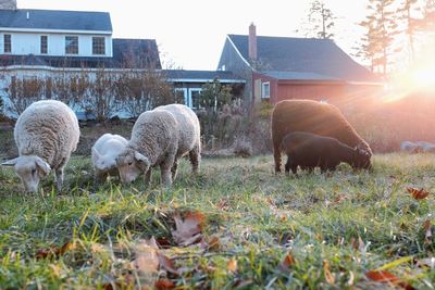 Sheep grazing in field