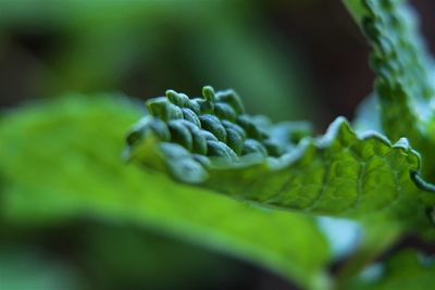 Close-up of fresh green plant