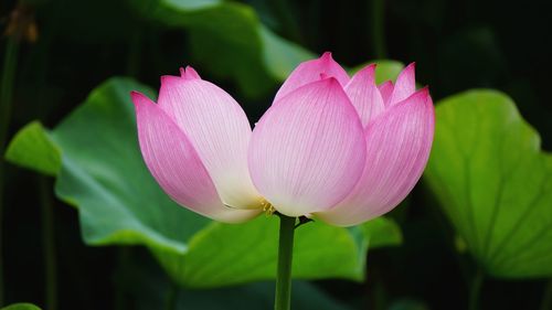 Close-up of pink lotus water lily