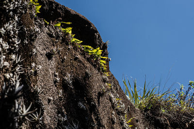 Low angle view of tree trunk against sky