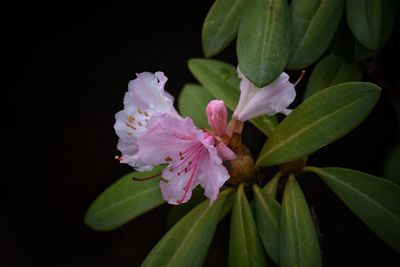 Close-up of pink flowers