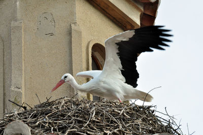 Low angle view of birds in nest