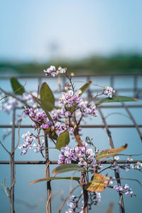 Close-up of pink flowers on branch