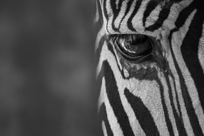 Close-up of zebra