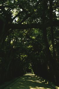 Trees in park