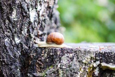 Close-up of snail on tree trunk