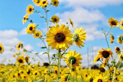 Close-up of yellow flowering plants on field