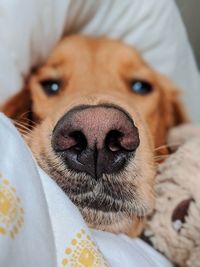 Close-up portrait of dog