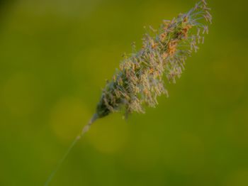 Close-up of flowering plant