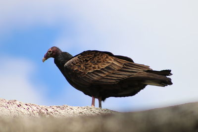 Low angle view of bird perching against clear sky