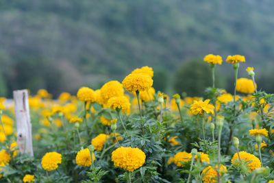 Close-up of yellow flowers on field