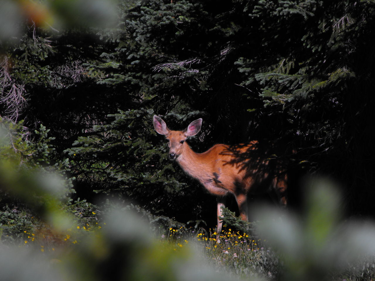 RMNP wildlife