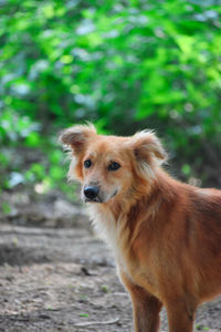 Close-up of a dog looking away