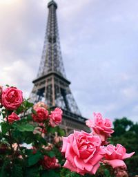 Close-up of red roses