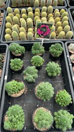 High angle view of potted plants for sale in market