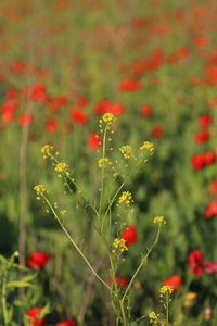 Close-up of red flowering plant on field