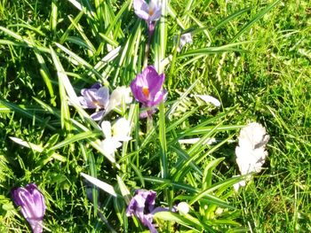 Close-up of purple crocus flowers on field