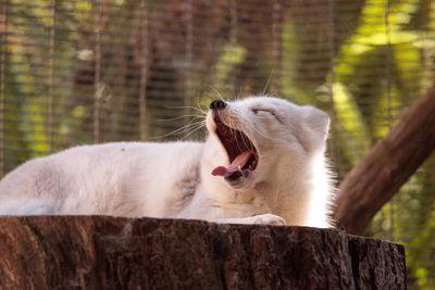 Close-up of fox yawning