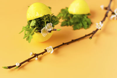 Close-up of yellow flower against white background