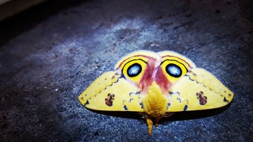 Close-up high angle view of yellow butterfly