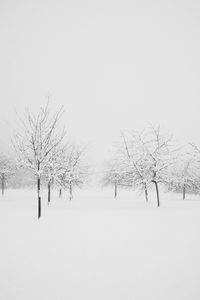 Bare trees on snow covered field against clear sky