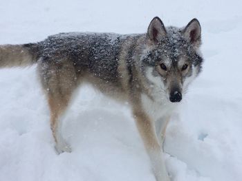 Portrait of dog on snow